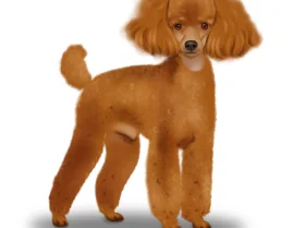Miniature Poodle