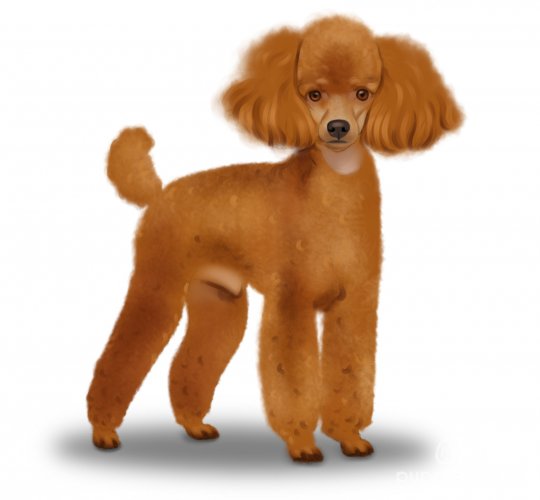 Miniature Poodle