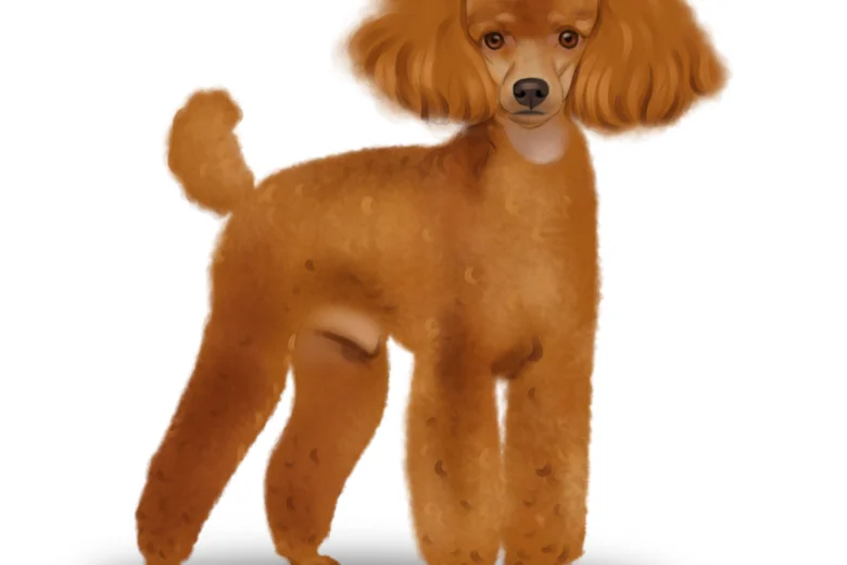 Miniature Poodle