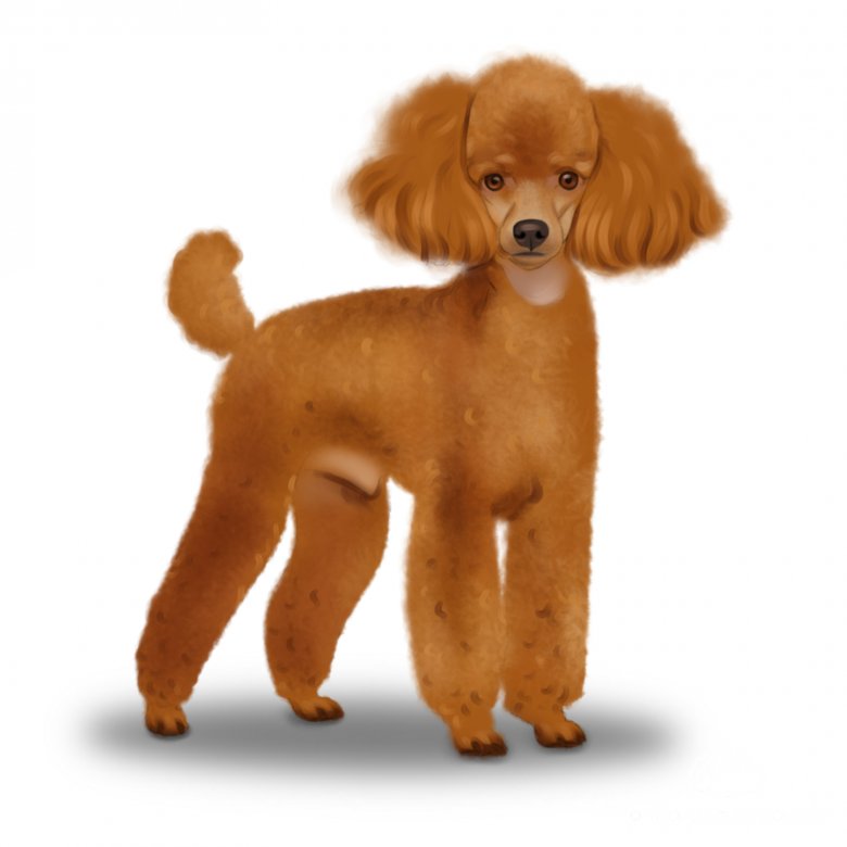 Miniature Poodle