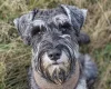 Miniature Schnauzer