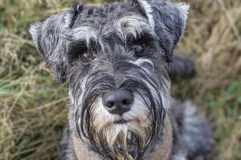 Miniature Schnauzer