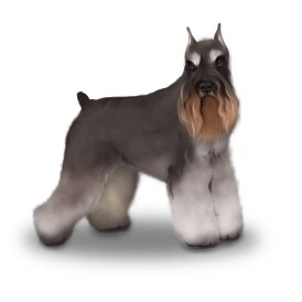 Miniature Schnauzer - Bitches
