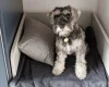 Miniature Schnauzer