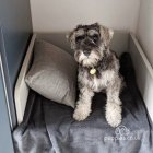 Miniature Schnauzer