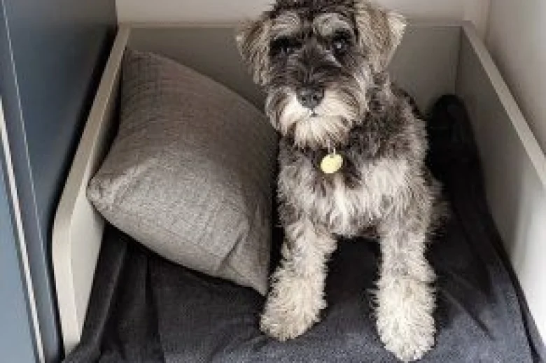 Miniature Schnauzer