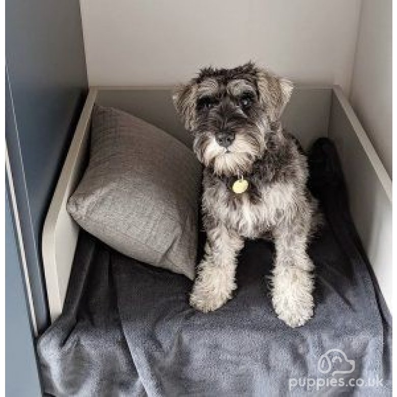 Miniature Schnauzer