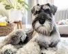 Miniature Schnauzer