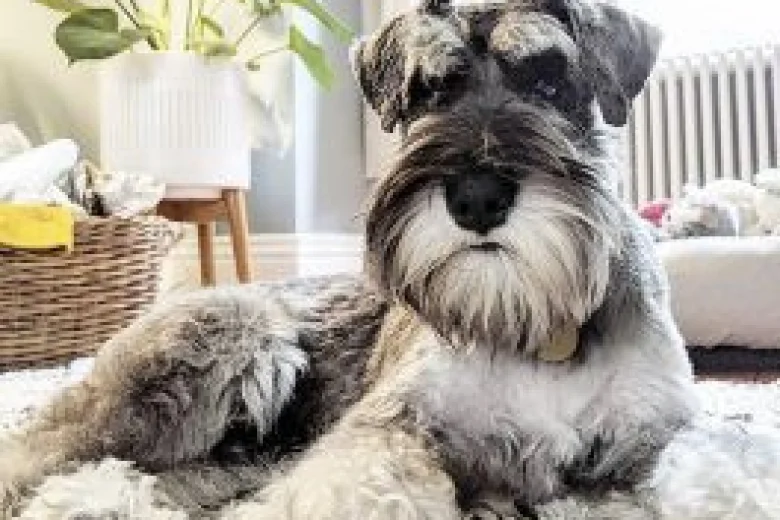 Miniature Schnauzer