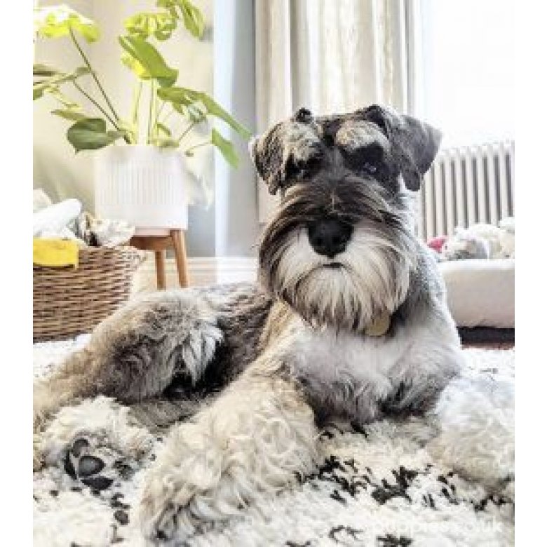 Miniature Schnauzer