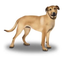 Mixed Breed