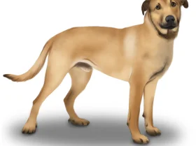 Mixed Breed