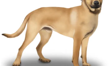 Mixed Breed