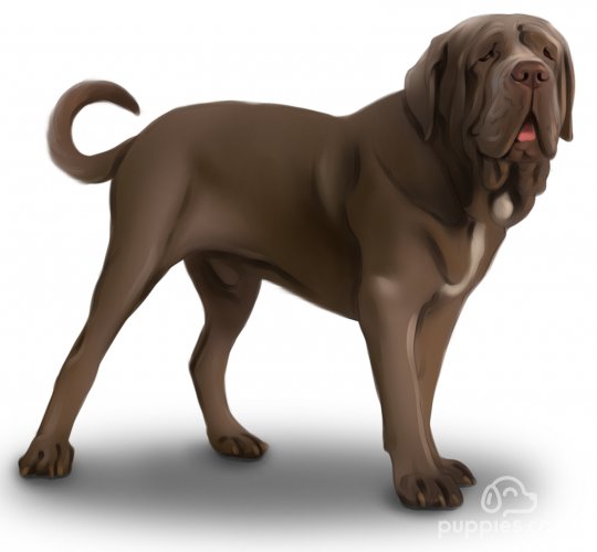 Neapolitan Mastiff