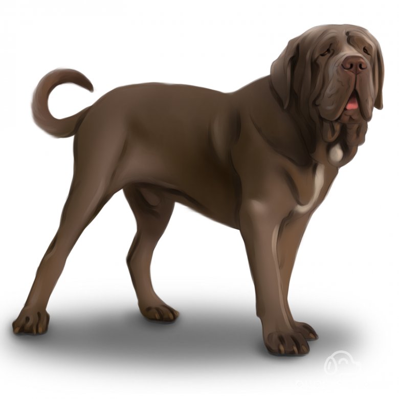 Neapolitan Mastiff