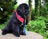 Newfoundland