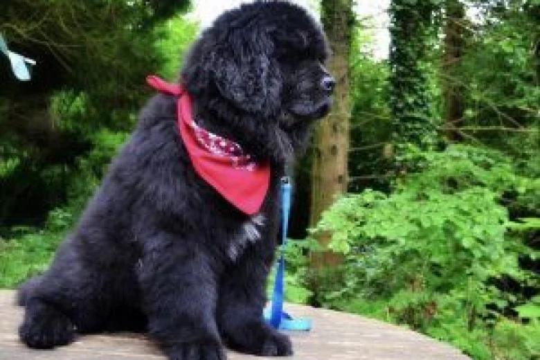 Newfoundland