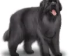 Newfoundland