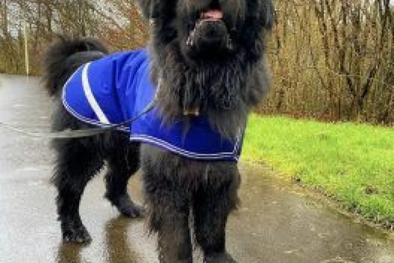 Newfoundland