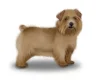 Norfolk Terrier