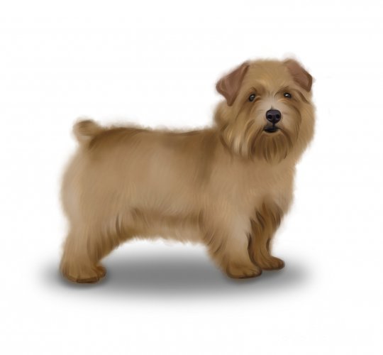 Norfolk Terrier