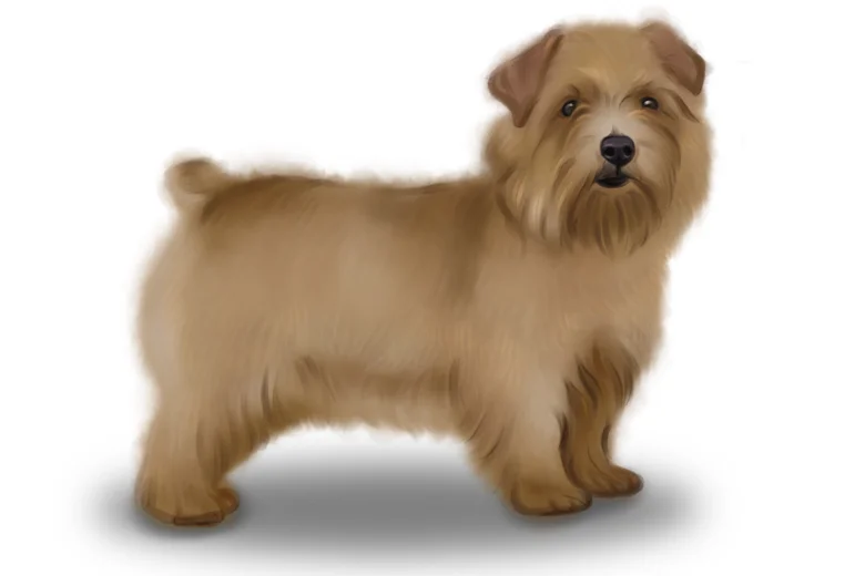 Norfolk Terrier