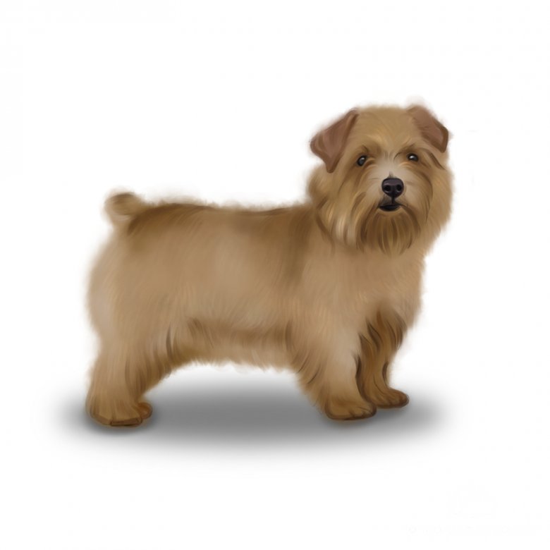 Norfolk Terrier