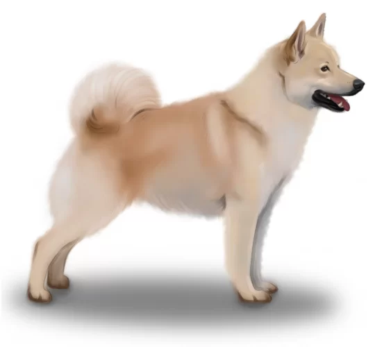 Norwegian Buhund