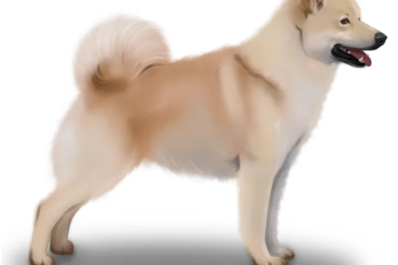 Norwegian Buhund