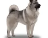 Norwegian Elkhound