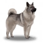 Norwegian Elkhound