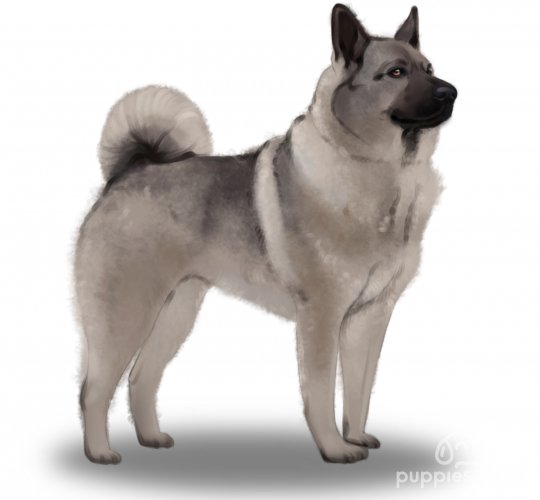 Norwegian Elkhound