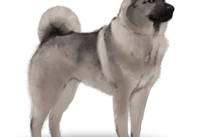 Norwegian Elkhound