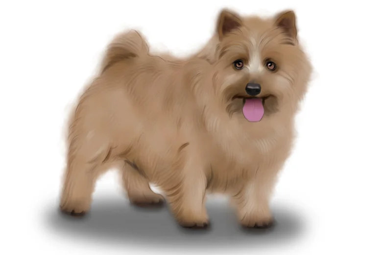 Norwich Terrier