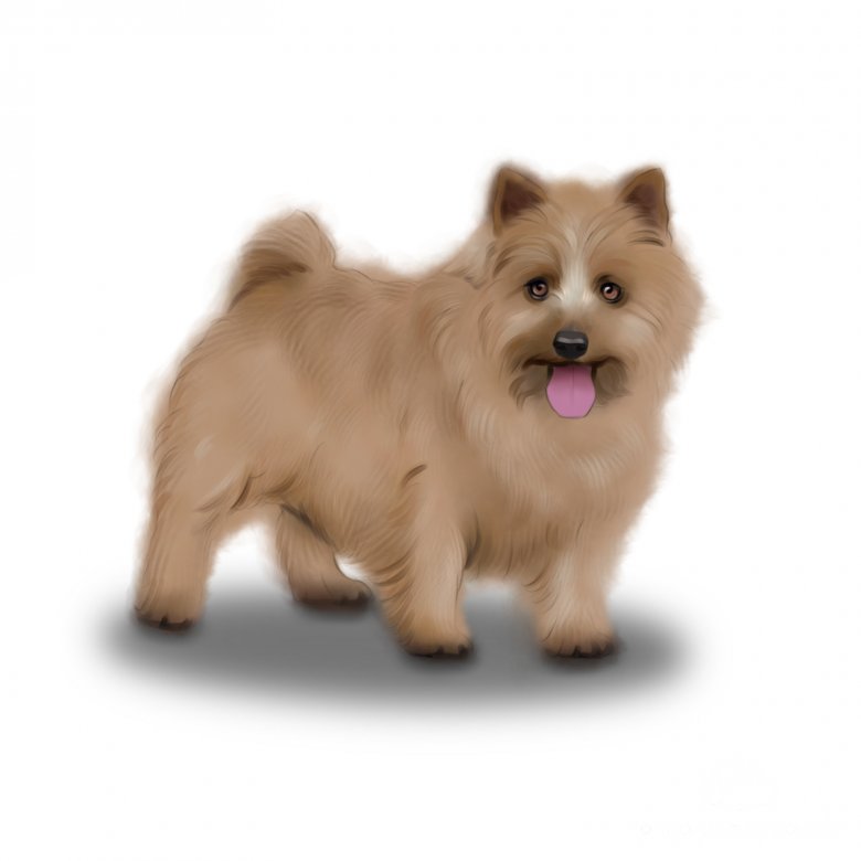 Norwich Terrier