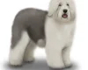 Old English Sheepdog