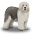 Old English Sheepdog