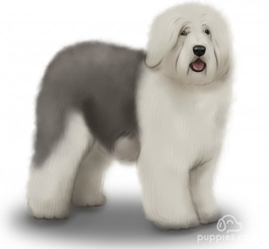 Old English Sheepdog