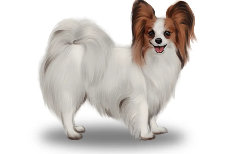 Papillon