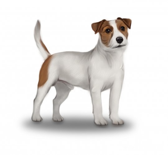 Parson Russell Terrier