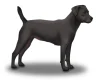 Patterdale Terrier