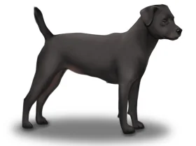 Patterdale Terrier