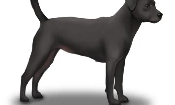 Patterdale Terrier