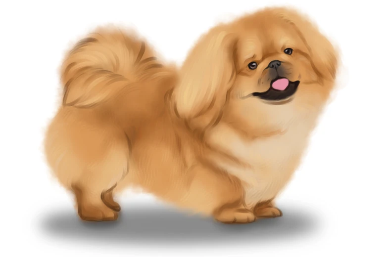 Pekingese