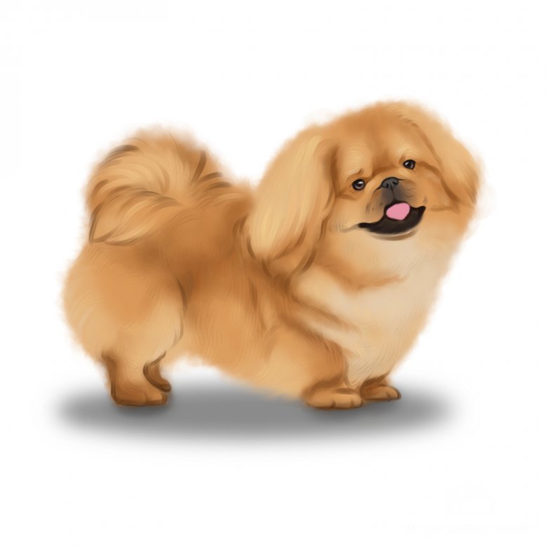 Pekingese