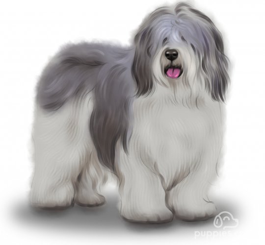 Polish Lowland Sheepdog