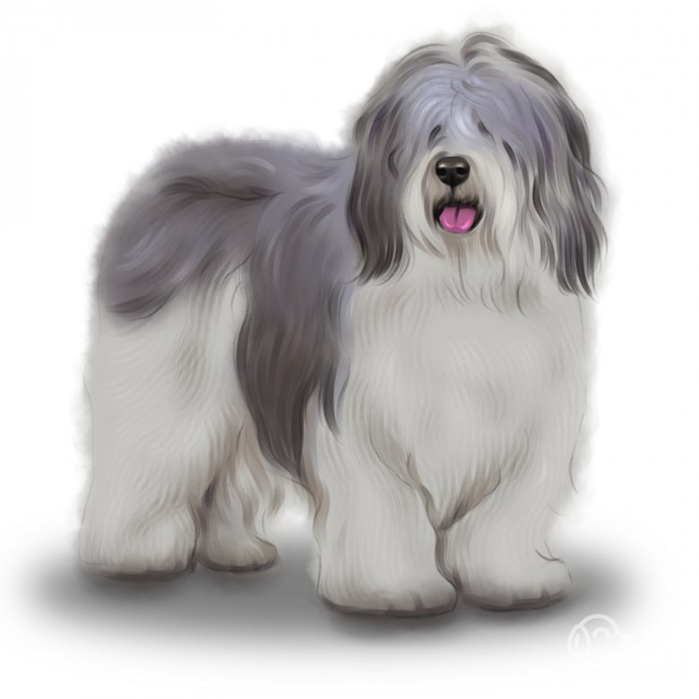 Polish Lowland Sheepdog