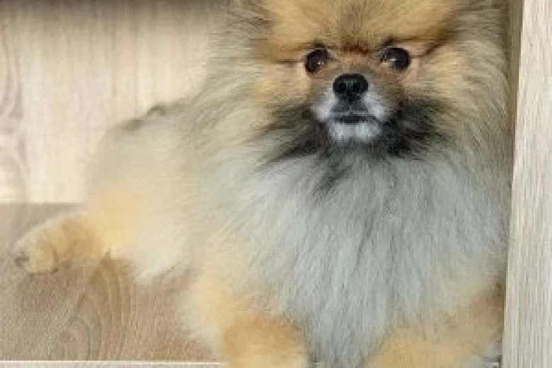 Pomeranian