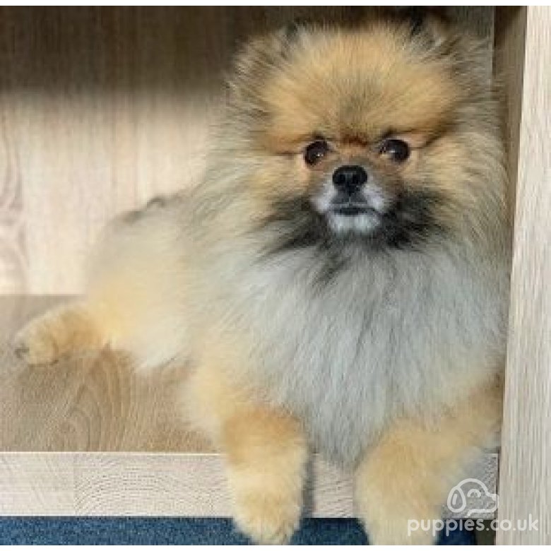 Pomeranian