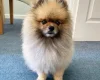 Pomeranian